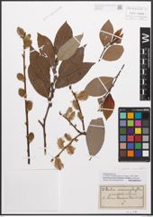 Foto von Salix caprea L. x Salix grandifolia Ser.